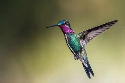 Stripe-breasted Starthroat
