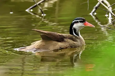 Sungrebe