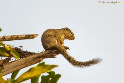 Gambian Sun Squirrel