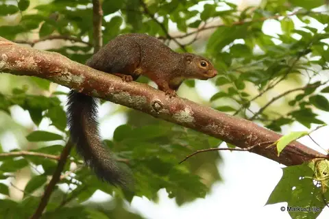 Red-legged Sun Squirrel