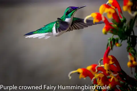 Purple-crowned Fairy