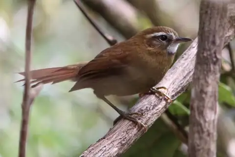 White-browed Spinetail