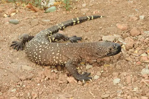 Beaded Lizard