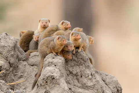 Common Dwarf Mongoose