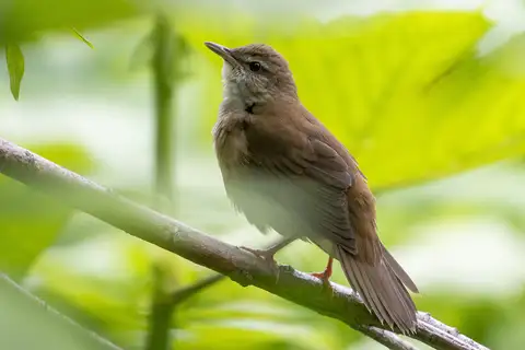 Sakhalin Grasshopper Warbler