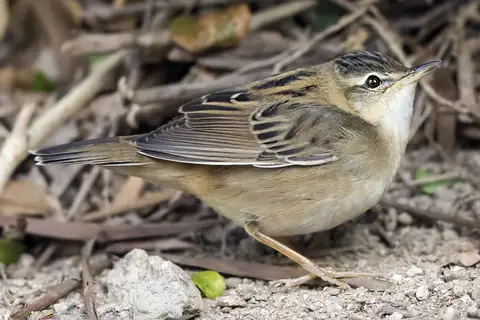 Pallas's Grasshopper Warbler