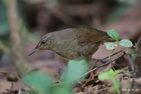 Gray's Grasshopper Warbler