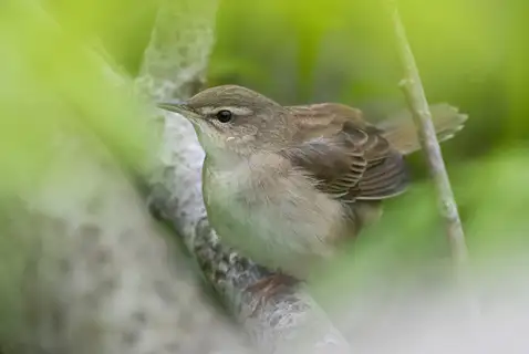 Middendorff's Grasshopper Warbler