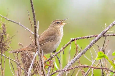 Styan's Grasshopper Warbler