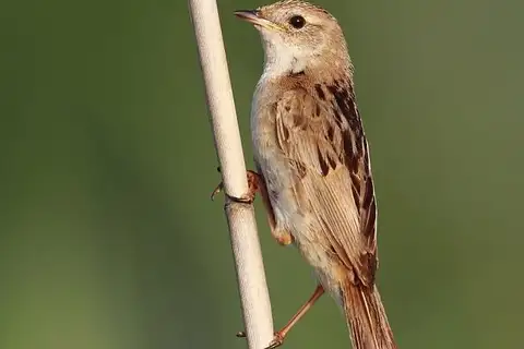 Marsh Grassbird