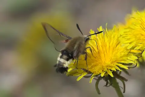 Rocky Mountain Clearwing