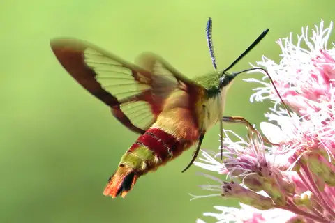 Hummingbird Clearwing