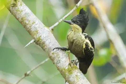 Heart-spotted Woodpecker