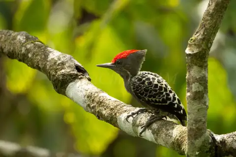 Grey-and-buff Woodpecker