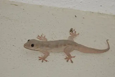 Northern House Gecko