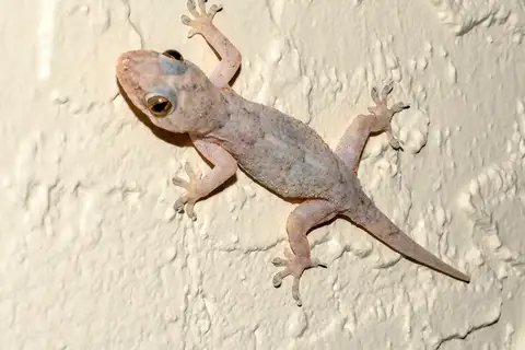 Tropical House Gecko