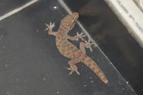Spotted House Gecko
