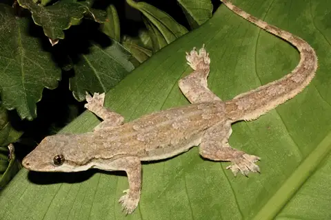 Flat-tailed House Gecko