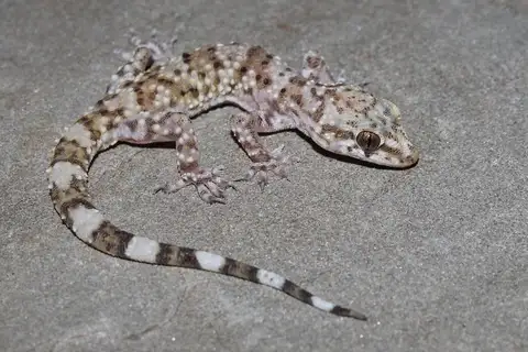 Mediterranean House Gecko