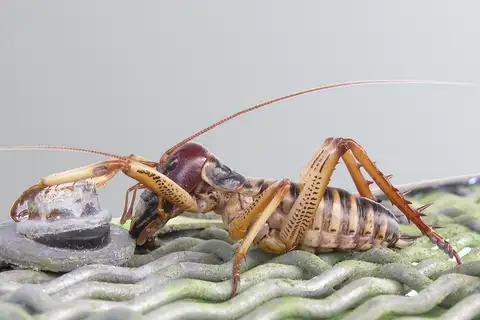 Wellington Tree Wētā