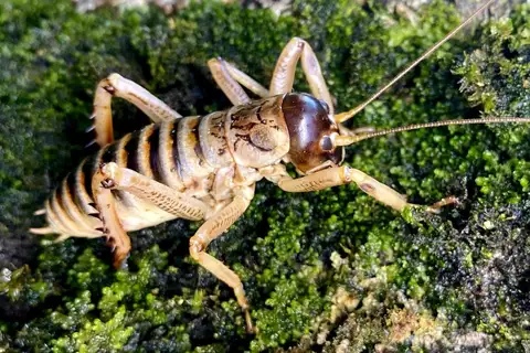 Canterbury Tree Weta