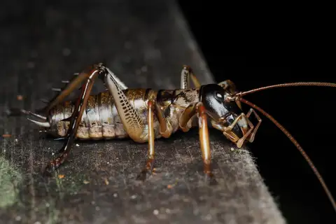Auckland Tree Weta