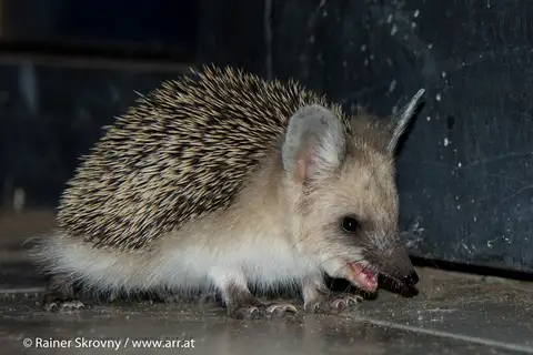 Long-eared Hedgehog