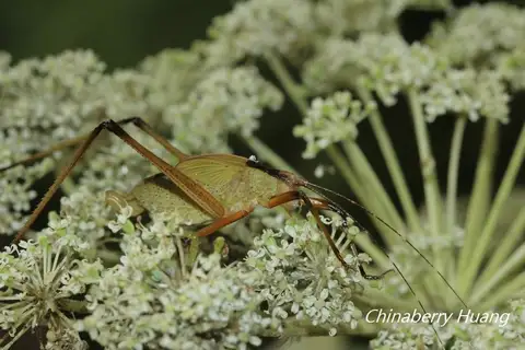 Hemielimaea formosana