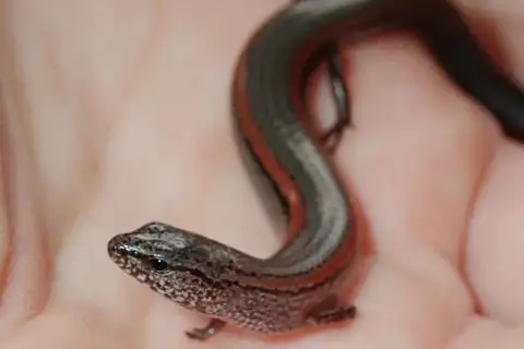 Lowlands Earless Skink