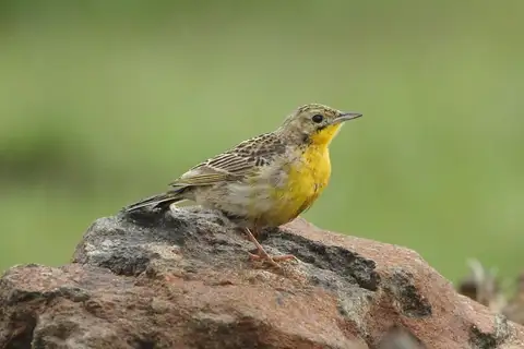 Yellow-breasted Pipit