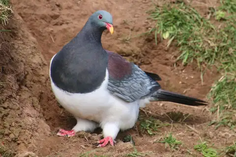 Chatham Islands Pigeon