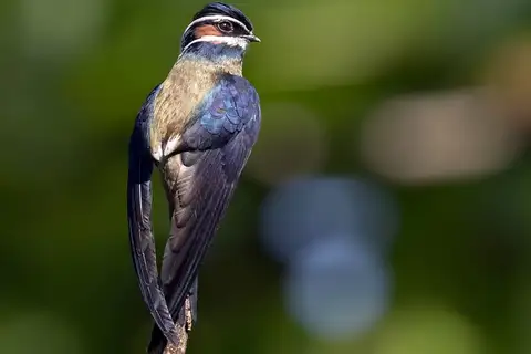 Whiskered Treeswift