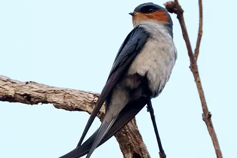 Crested Treeswift