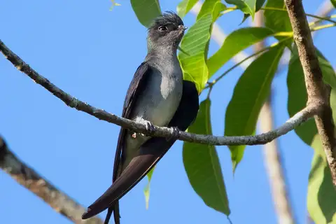 Grey-rumped Treeswift
