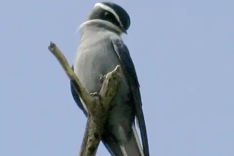 Moustached Treeswift