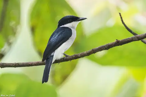 Black-winged Flycatcher-shrike