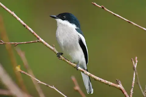 Bar-winged Flycatcher-shrike