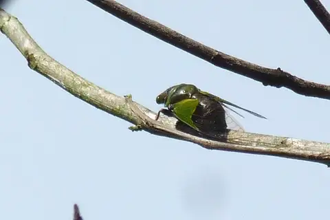 Stop-and-go Cicada