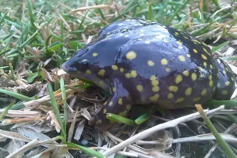 Spotted Snout-Burrower