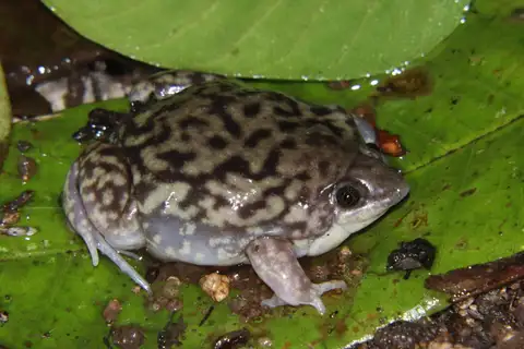 Mottled Shovel-nosed Frog