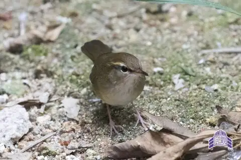 Pale-footed Bush Warbler