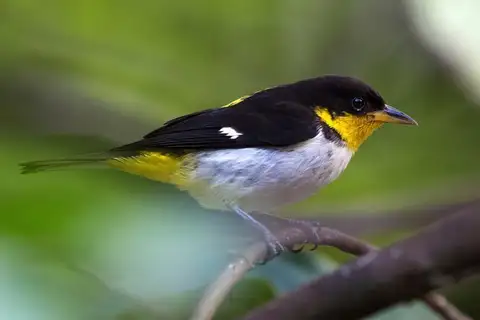 Yellow-backed Tanager