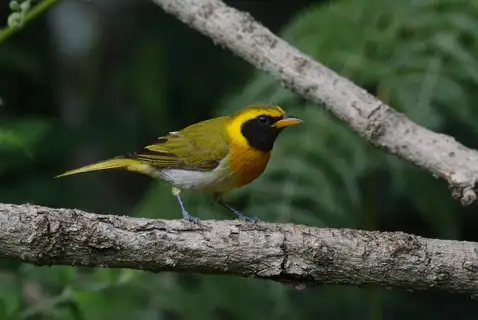 Guira Tanager