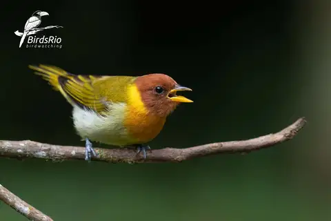Rufous-headed Tanager