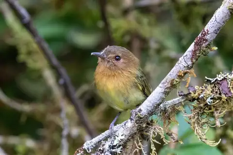 Cinnamon-breasted Tody-Tyrant