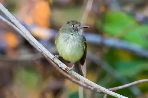 Acre Tody-Tyrant