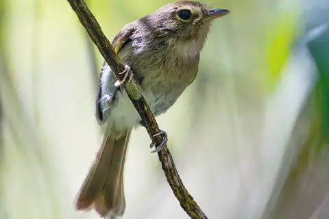 Drab-breasted Bamboo Tyrant