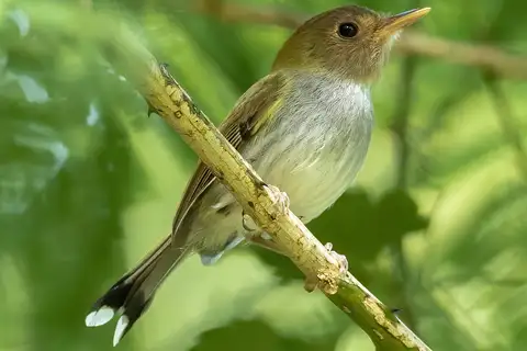 Fork-tailed Tody-Tyrant