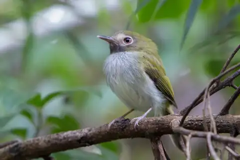 Black-throated Tody-Tyrant
