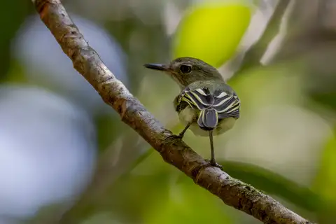 Pelzeln's Tody-Tyrant